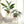 Glass Hydroponic Plant Propagation Vase