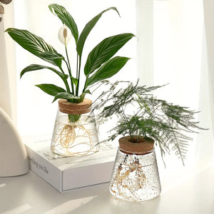 Glass Hydroponic Plant Propagation Vase