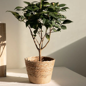 Rustic Woven Seagrass Plant Pot Storage Basket