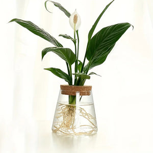 Glass Hydroponic Plant Propagation Vase