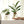 Glass Hydroponic Plant Propagation Vase