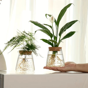 Glass Hydroponic Plant Propagation Vase