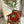 Cute Plush Tomato Cushion
