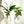 Glass Hydroponic Plant Propagation Vase