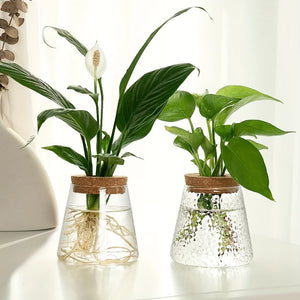 Glass Hydroponic Plant Propagation Vase