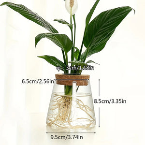 Glass Hydroponic Plant Propagation Vase