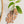 Leaf Shaped Wooden Test Tube Propagation Station